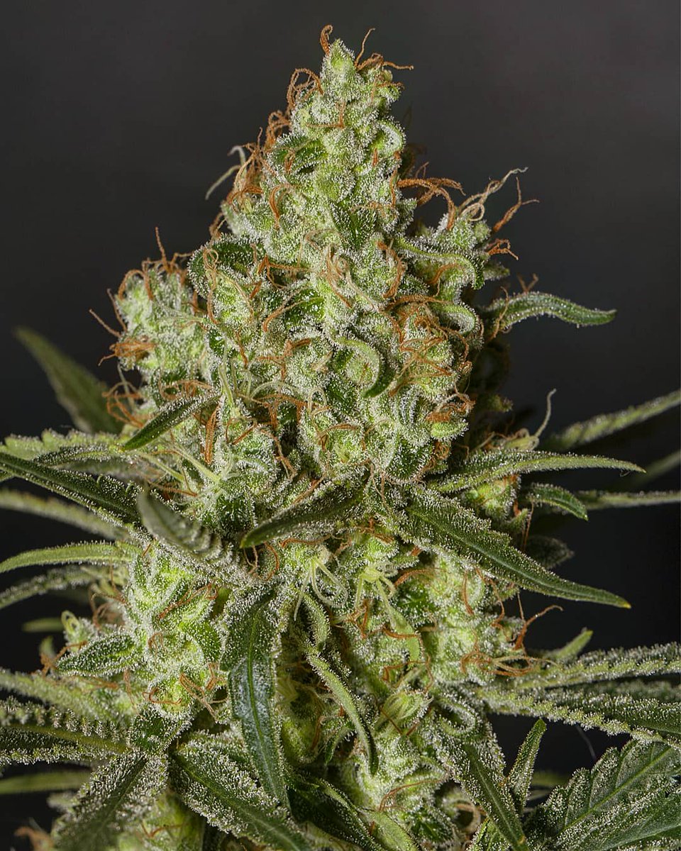 Eva Seeds tweet media