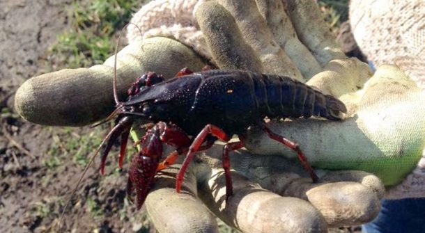 Life MICA tweet media