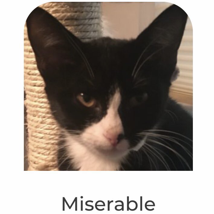 petfindernames's tweet image. happy monday