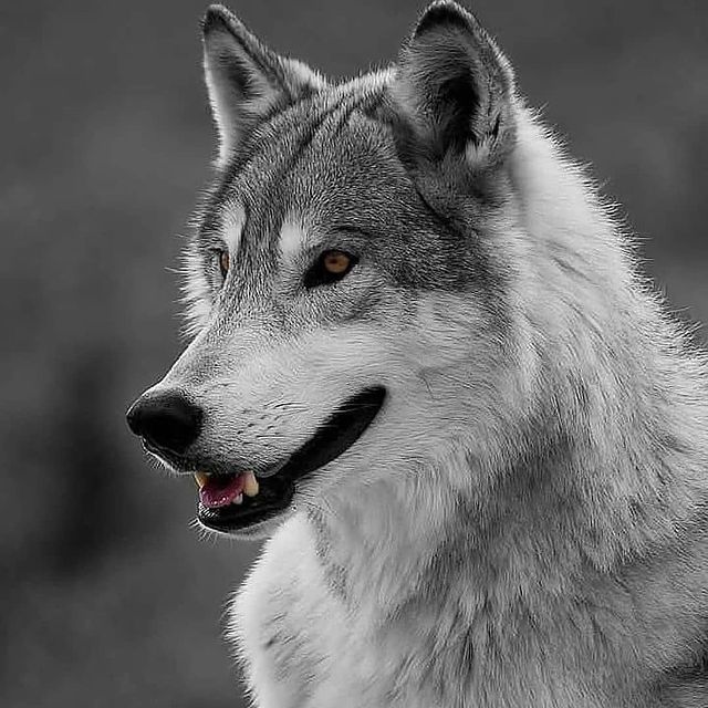 protectourwolf1's tweet photo. #wolves  #wolfhowl #greywolf #wolfdog #WolfHowling https://t.co/5fiKOB7oJh