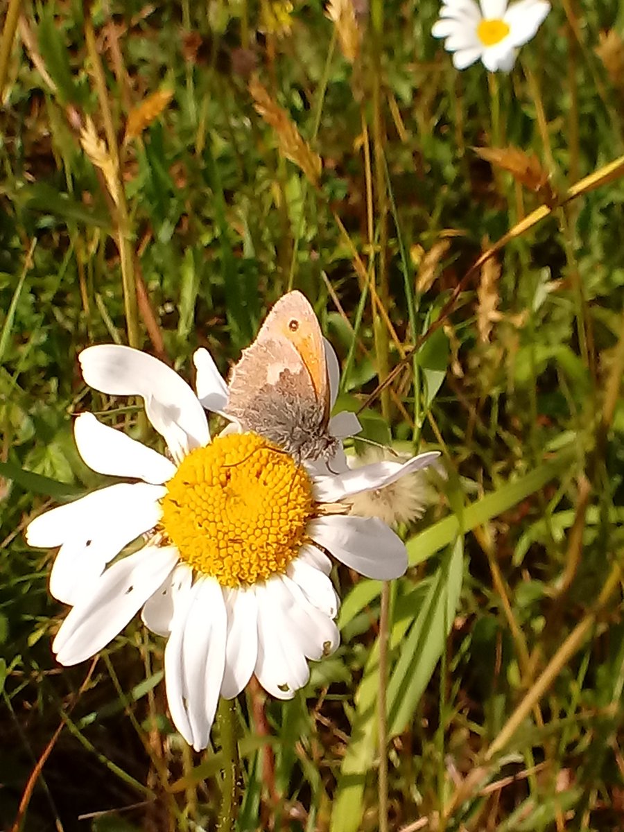 DeeLau1's tweet image. A lovely afternoon walk around #PortwayHill Highlights incl. small heath, small tortoiseshell, our 1st ringlet (spotted by @dirkkgently) and 2nd #beeorchid in a different area from the 1st one 🎉 🎊 @RowleyFriends #butterflies