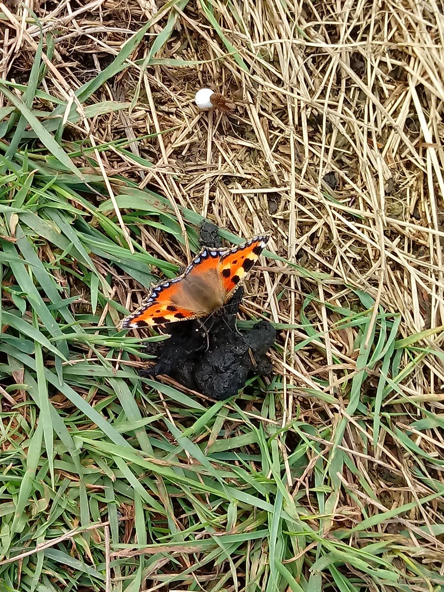 DeeLau1's tweet image. A lovely afternoon walk around #PortwayHill Highlights incl. small heath, small tortoiseshell, our 1st ringlet (spotted by @dirkkgently) and 2nd #beeorchid in a different area from the 1st one 🎉 🎊 @RowleyFriends #butterflies