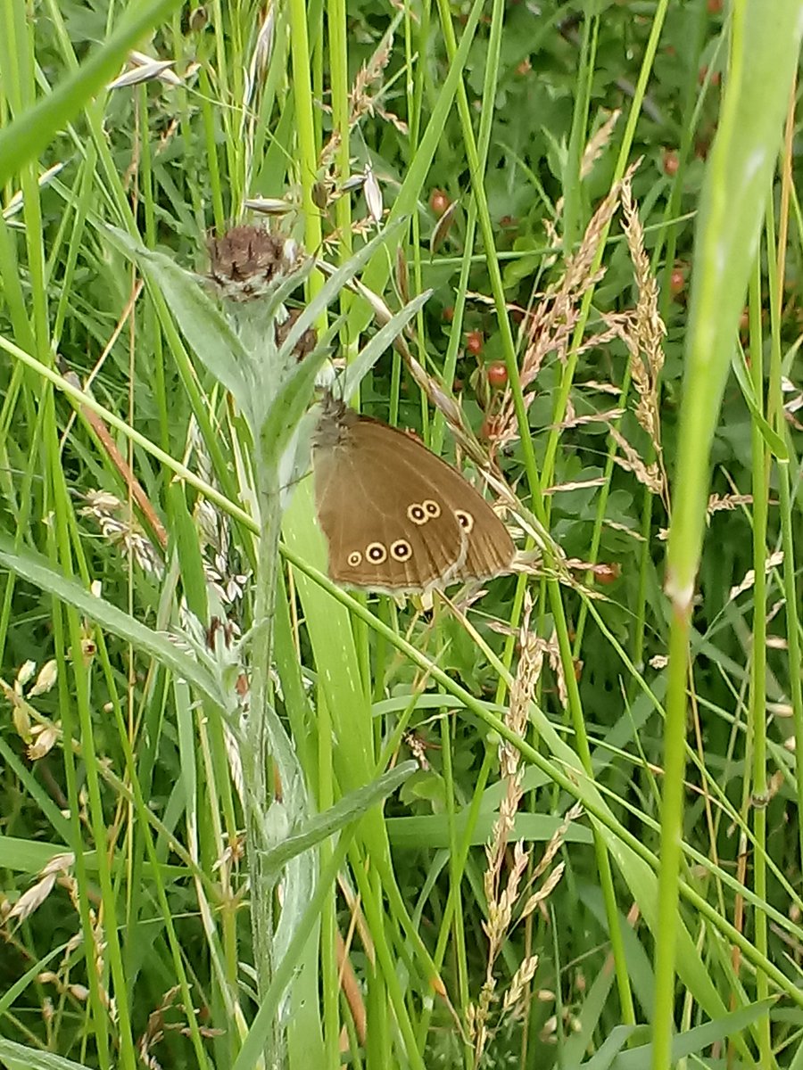 DeeLau1's tweet image. A lovely afternoon walk around #PortwayHill Highlights incl. small heath, small tortoiseshell, our 1st ringlet (spotted by @dirkkgently) and 2nd #beeorchid in a different area from the 1st one 🎉 🎊 @RowleyFriends #butterflies