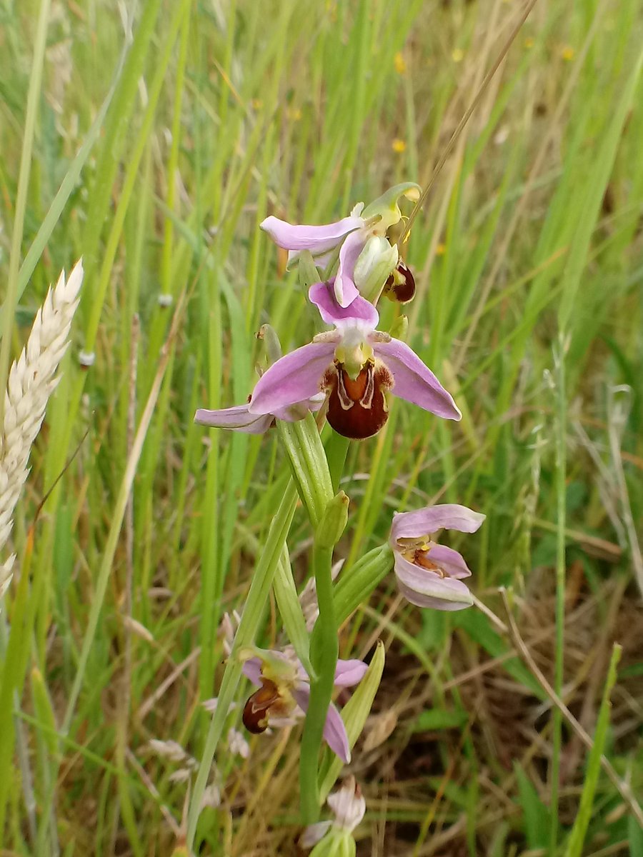 DeeLau1's tweet image. A lovely afternoon walk around #PortwayHill Highlights incl. small heath, small tortoiseshell, our 1st ringlet (spotted by @dirkkgently) and 2nd #beeorchid in a different area from the 1st one 🎉 🎊 @RowleyFriends #butterflies