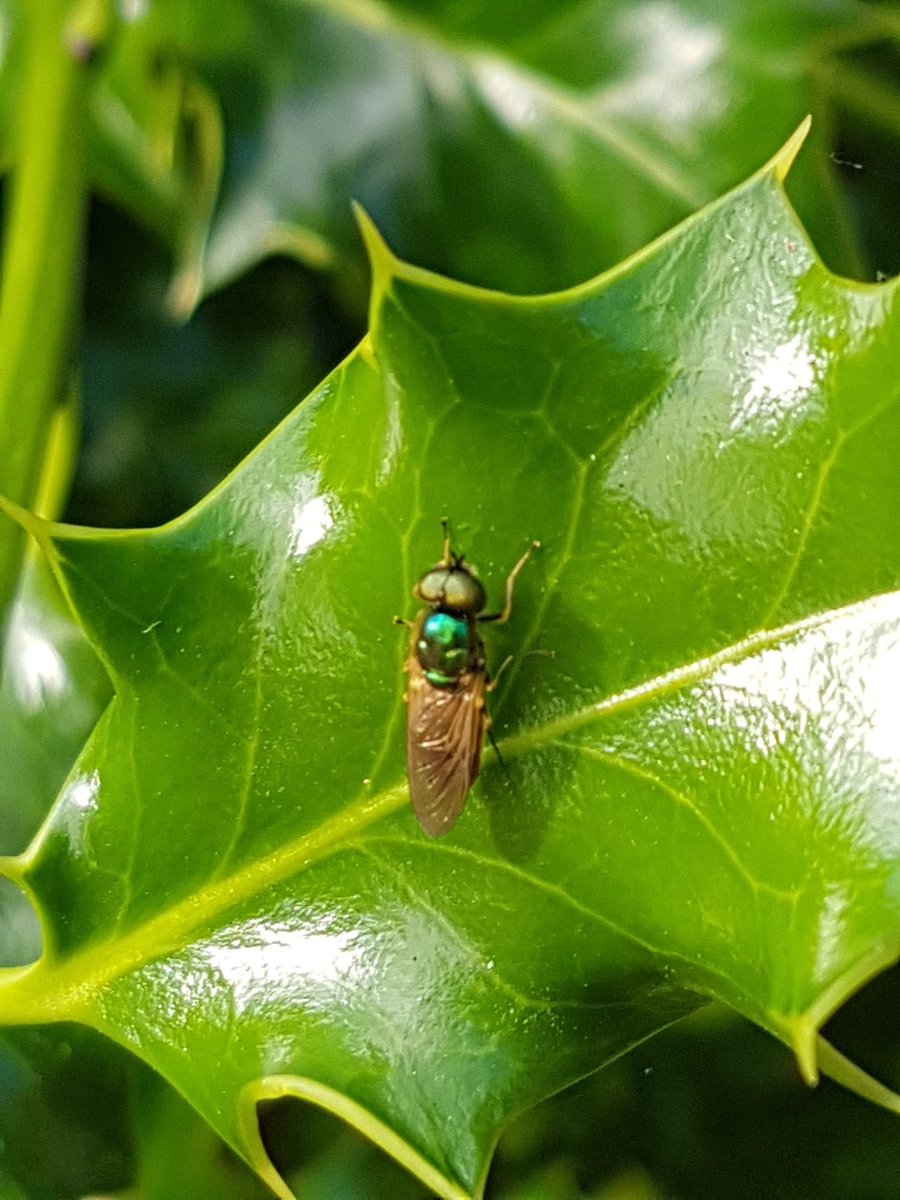 Tigginthehoops's tweet photo. Day 26 #30DaysWild

More mini beasts in the garden.

@30DaysWild @WildlifeTrusts @NearbyWild @365DaysWild @LGSpace @blue_campaign1 https://t.co/5LZD99KlX6