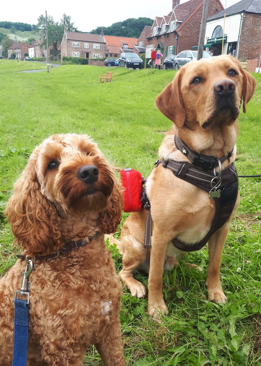 bgsoutdoors's tweet photo. Meet our 2 new recruits, morale officers, Fen and Copper. #dofe #dofenorth #dofedog @bevgrammar https://t.co/Y1aWYAE8a4