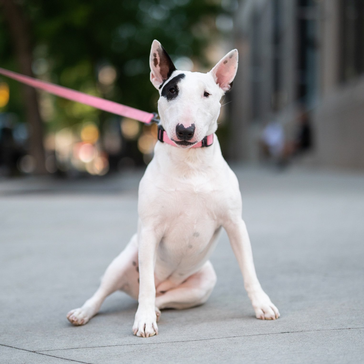 BULL TERRIER – Consulta Dog Vet