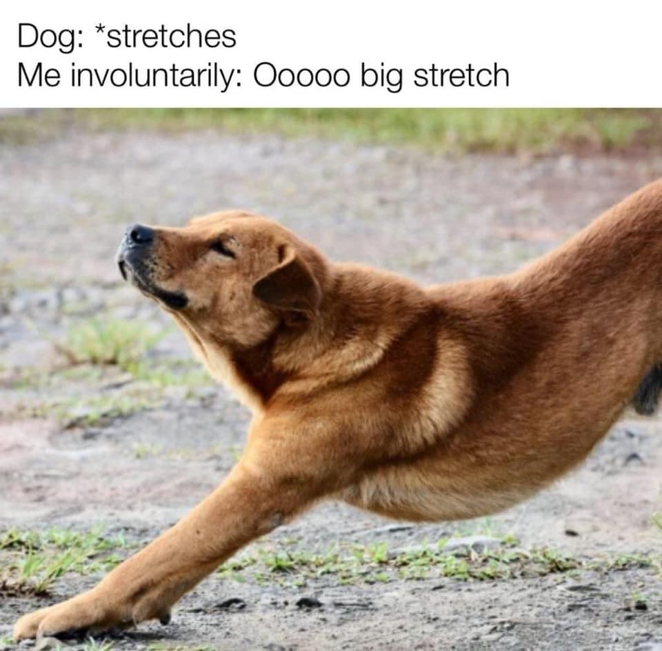 WholesomeMemes (@wholesomememe) on Twitter photo 