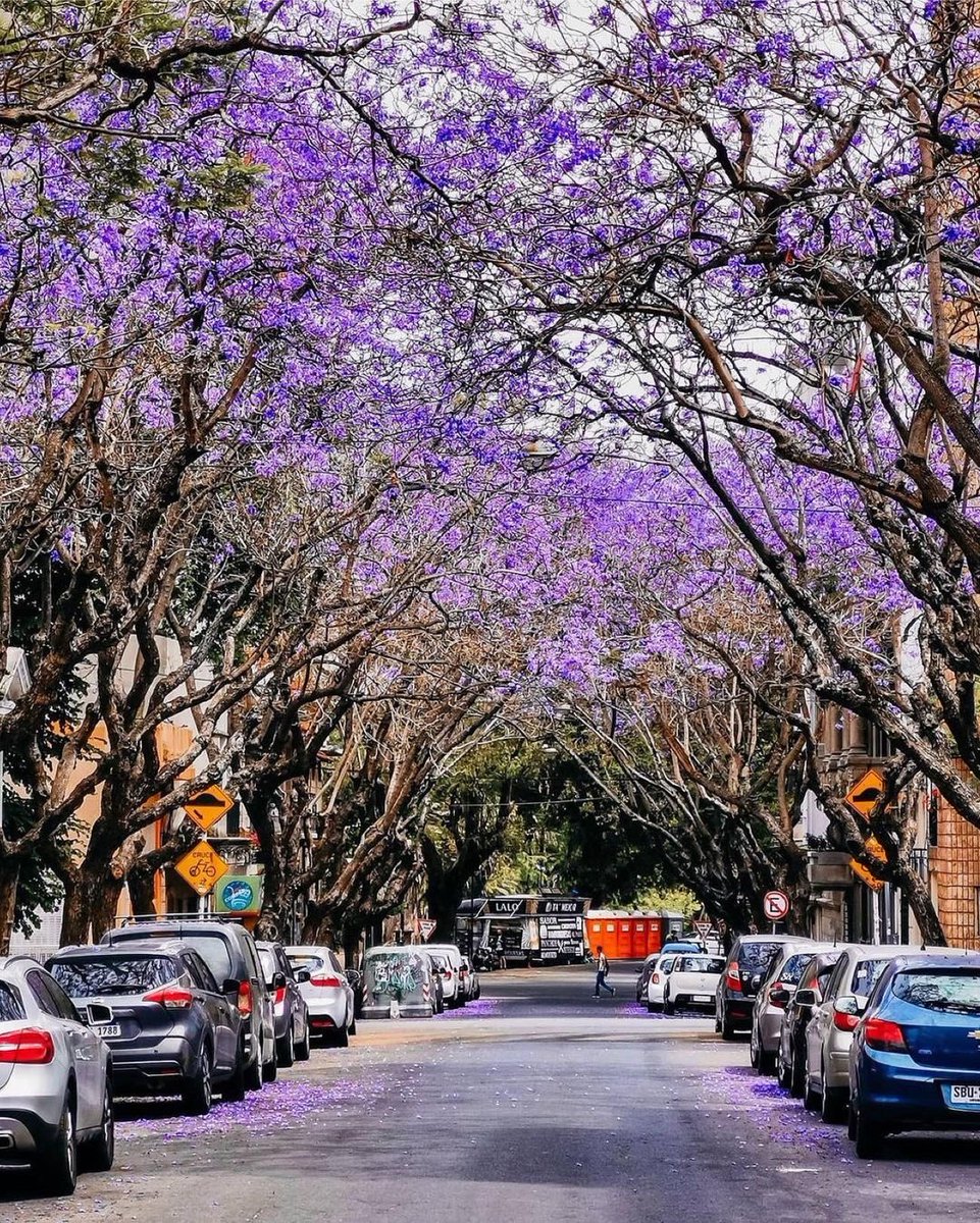 Las calles pintadas de Jacaranda 🤩
📍Parque Rodó, Montevideo.