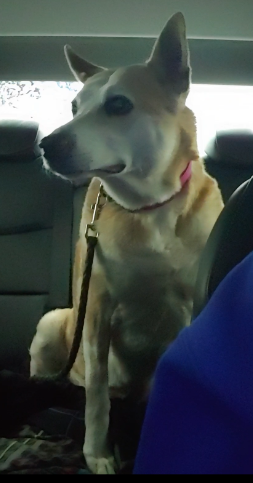 LostDogsIL's tweet photo. Home at last! Cairo - Basenji from #WonderLake #IL is home safe & sound. Message from owner: "I had also posted on a McHenry County lost pets page. She was out all night, but someone saved her this morning. Time to get her a bath and check every inch of her!” Missing 06/2… https://t.co/GwmDMue2CF