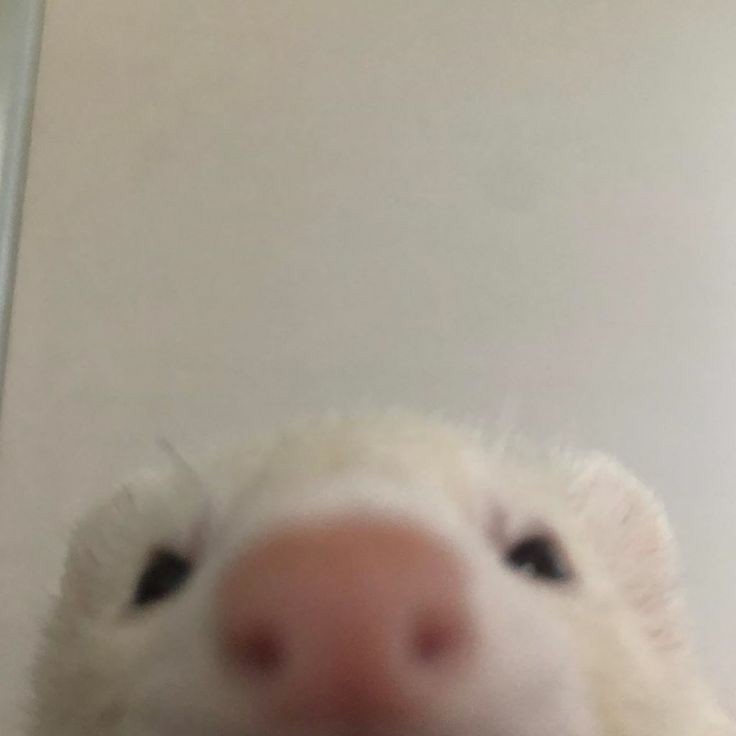 AX0HEAVEN's tweet photo. Buen día soles, lindo sábado <3 https://t.co/0nyqVjx9Kn