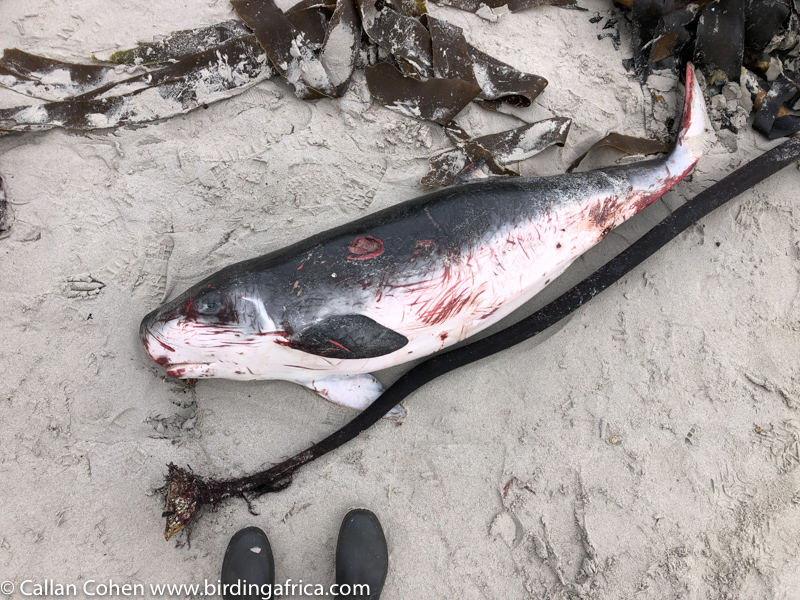CallanAfrica's tweet photo. A little-known Pygmy Sperm Whale washed up on the beach here earlier near Scarborough, Cape Town. Bizarre to see this "shark mimic" whale up close: check out the "false gills" stripe behind the eye. https://t.co/Slqg8zDFJA