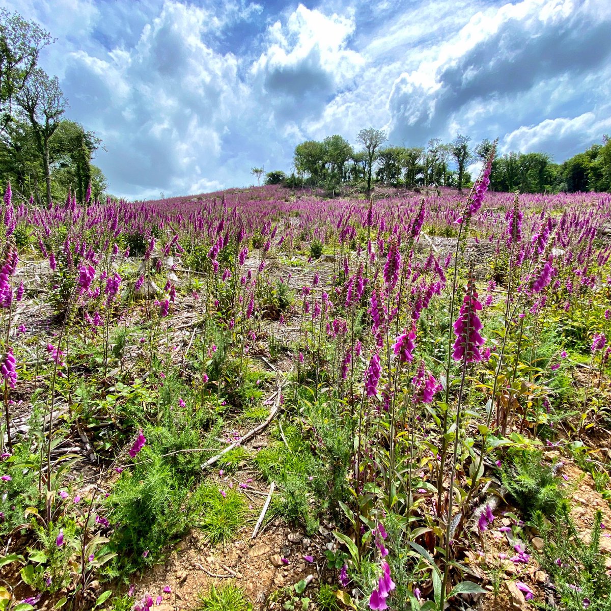DartmoorHotel's tweet photo. A sea of Foxgloves on the way to Exeter. A rare and beautiful sight to see so many in one location. #dartmooornationalpark https://t.co/F2KIV9i8za