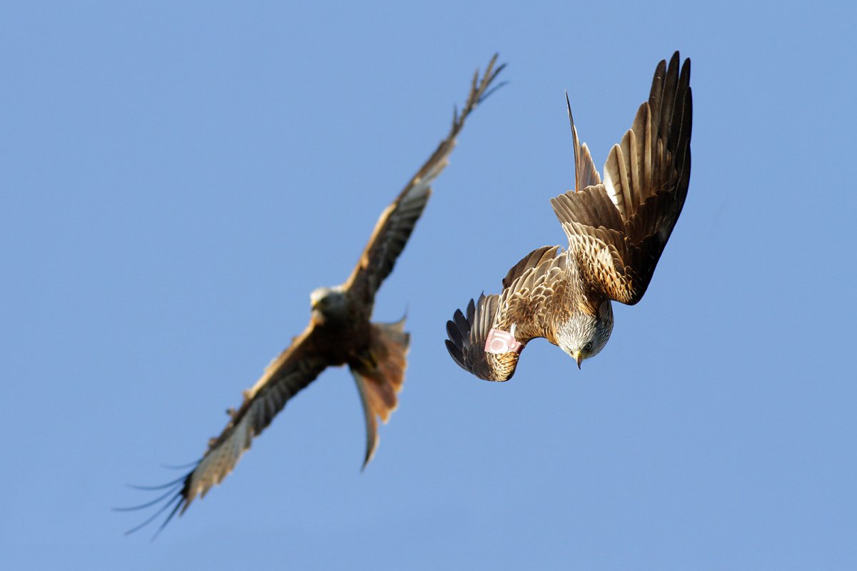 YorksRedKites's tweet photo. Are there any "family" groups out there? We should now be seeing this years youngsters out and about, so if you have, what might be a family group, in the area. do let us know via our Contact page -  https://t.co/8f9iQ9VeGV. Image Adrian Dancy at Harewood https://t.co/39B63trzBu