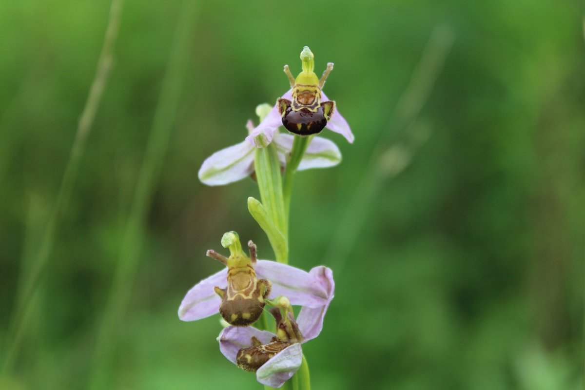Het is orchideeën-tijd! Aan weerszijden richting Vliedberg vind je de zeldzame #bijenorchis. Ook in #Speelnatuur staan allerlei wilde orchideeën te pronken.
📸1: Henriëtte van den Berg
📸 2,3 en 4: Annette den Dulk

#wildebloemen #wildeorchidee #orchidee #tiengemeten #natuur