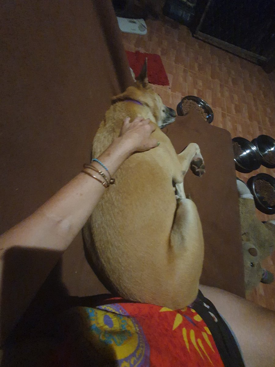 PeachyPT's tweet photo. On the sofa with my girl. #RescueDogs #templedog #sandy #kohphangan #Thailand https://t.co/jiSeqvZwcR