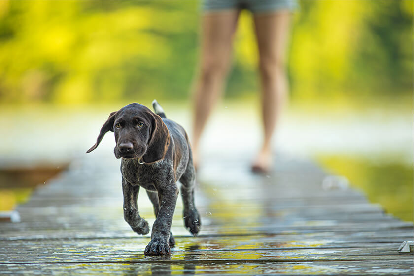 OUTDChannel's tweet photo. 3 Golden Rules to Start Immediately with Your Puppy. Sometimes the simple things matter the most when raising a gun dog.
@GunDogMag / https://t.co/JxBEpJxEHw
#whatgetsyououtdoors #gundog #gundogmag #gundogmagazine #huntingdog #puppytraining https://t.co/oMoNtVSjey