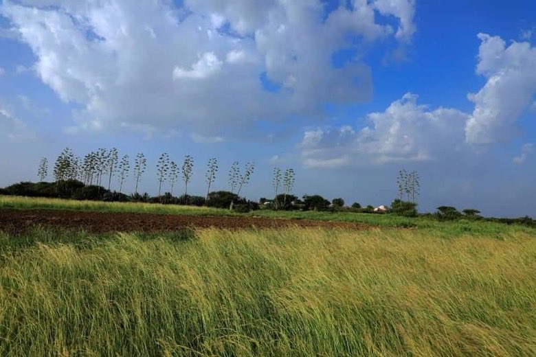 awdalites's tweet photo. The green valley of Juffo Micidheer, Baki district, Awdal https://t.co/W3TdJwYLGB