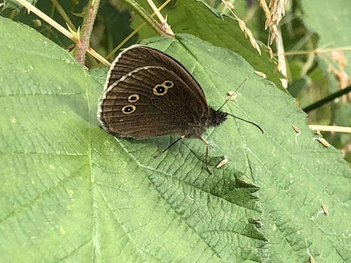 lhyde2017's tweet photo. Some more #ParkPositive from #TottenhamMarshes @LeeValleyPark Wild Marsh East - Cinnabar and Ringlet #underwing 😎 https://t.co/w9uXxiurhe