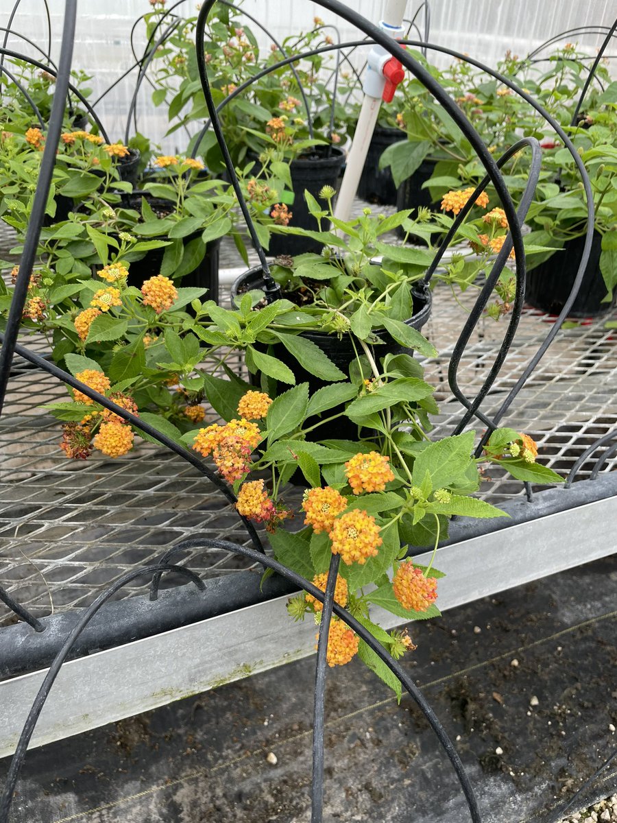 marcusmarin_'s tweet photo. Lantanas are so pretty that I feel guilty about inoculating them. #PeresLab #UF @UF_IFAS @UFGulfCoastREC https://t.co/iLRGGmEcaV