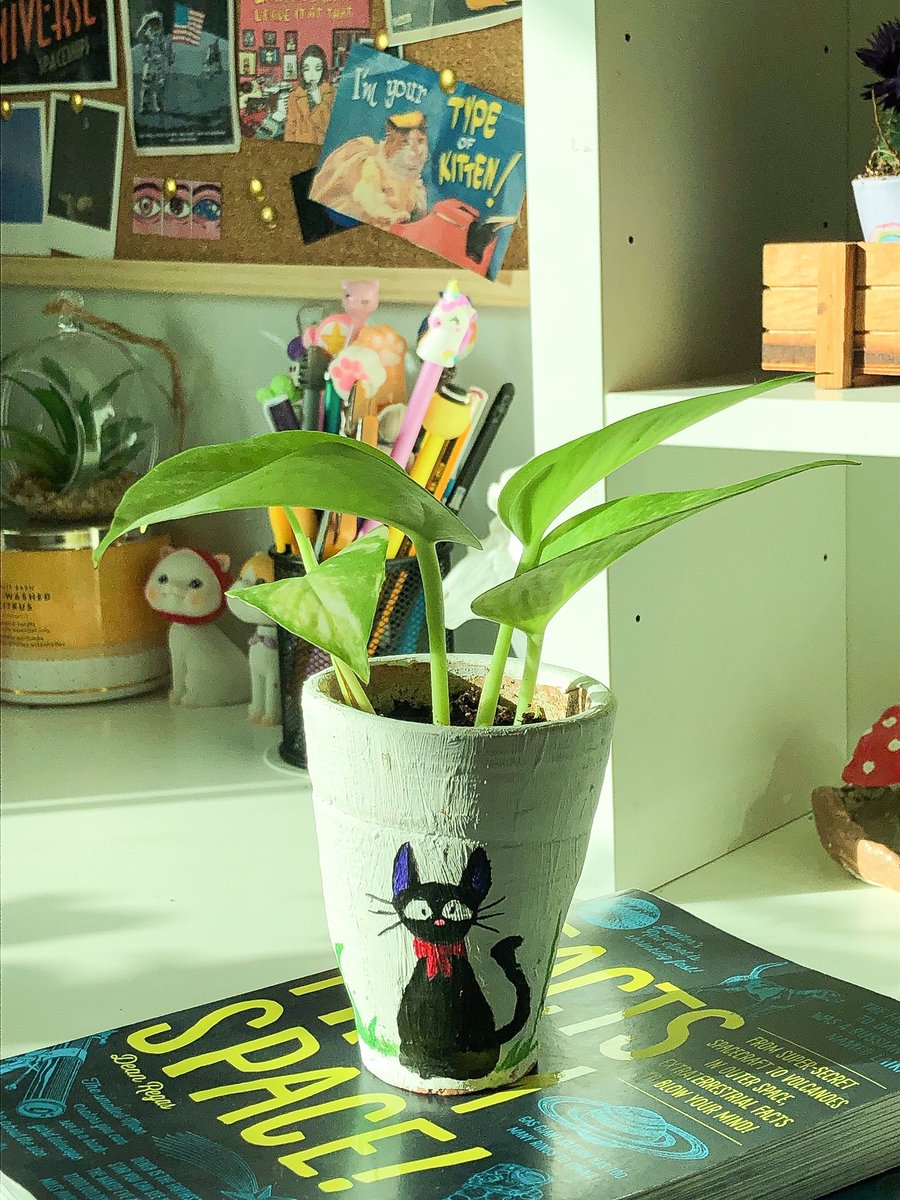 sadeieem's tweet photo. Kiki pots ✨🪴🐈‍⬛ https://t.co/lBcXRhthW6