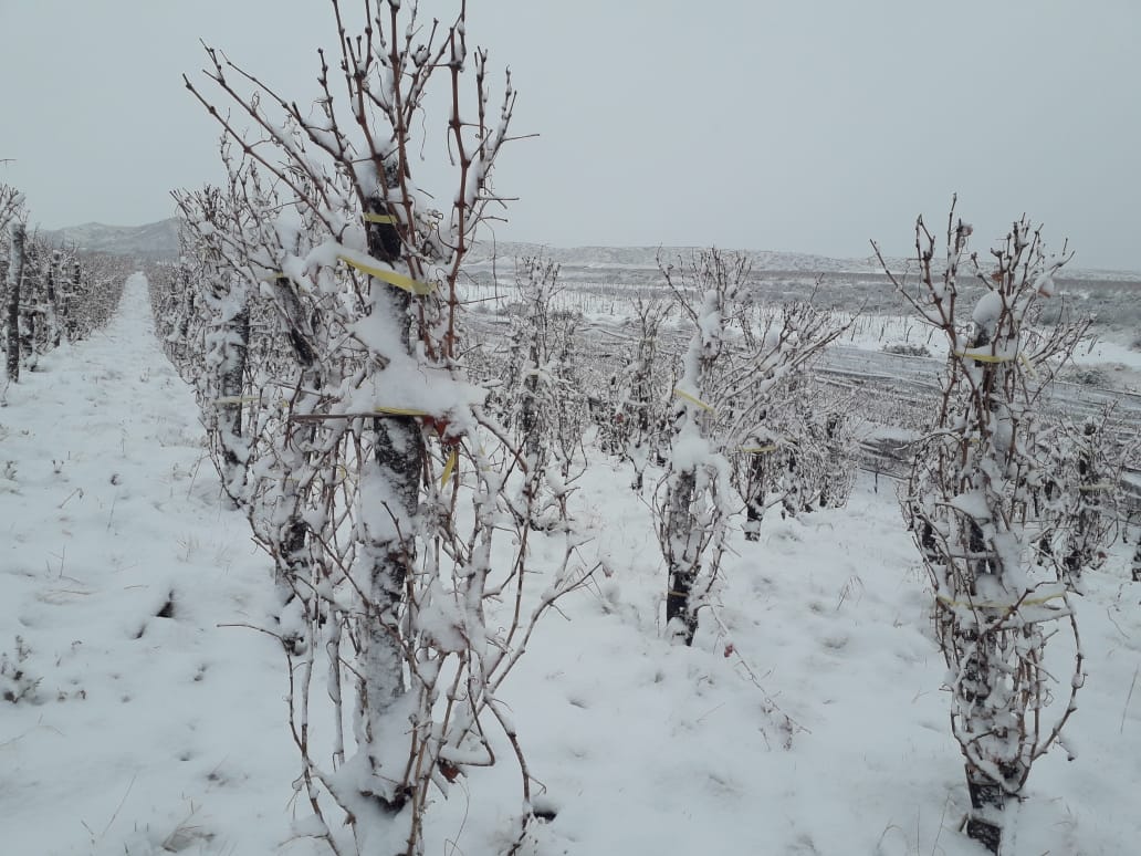 Imponente nevada Finca Agua de la Jarilla, #Gualtallary.