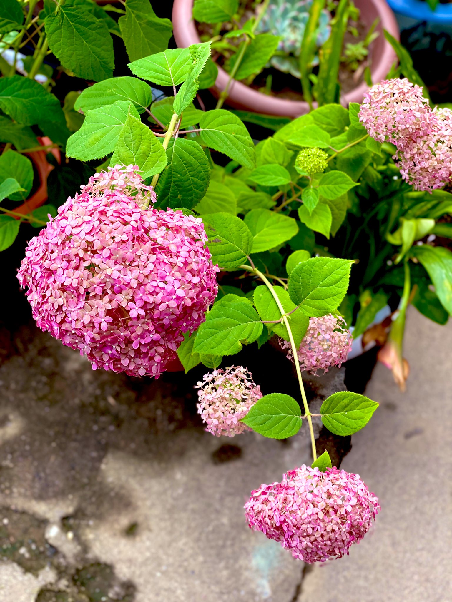 𓆉akky𓆉 明日は雨予報なので今日のうちに植え替え 先日とちぎ花センターで手に入れた アナベルとピンクアナベル クチナシ アカシアロングフォリアを地植えに セールで購入した