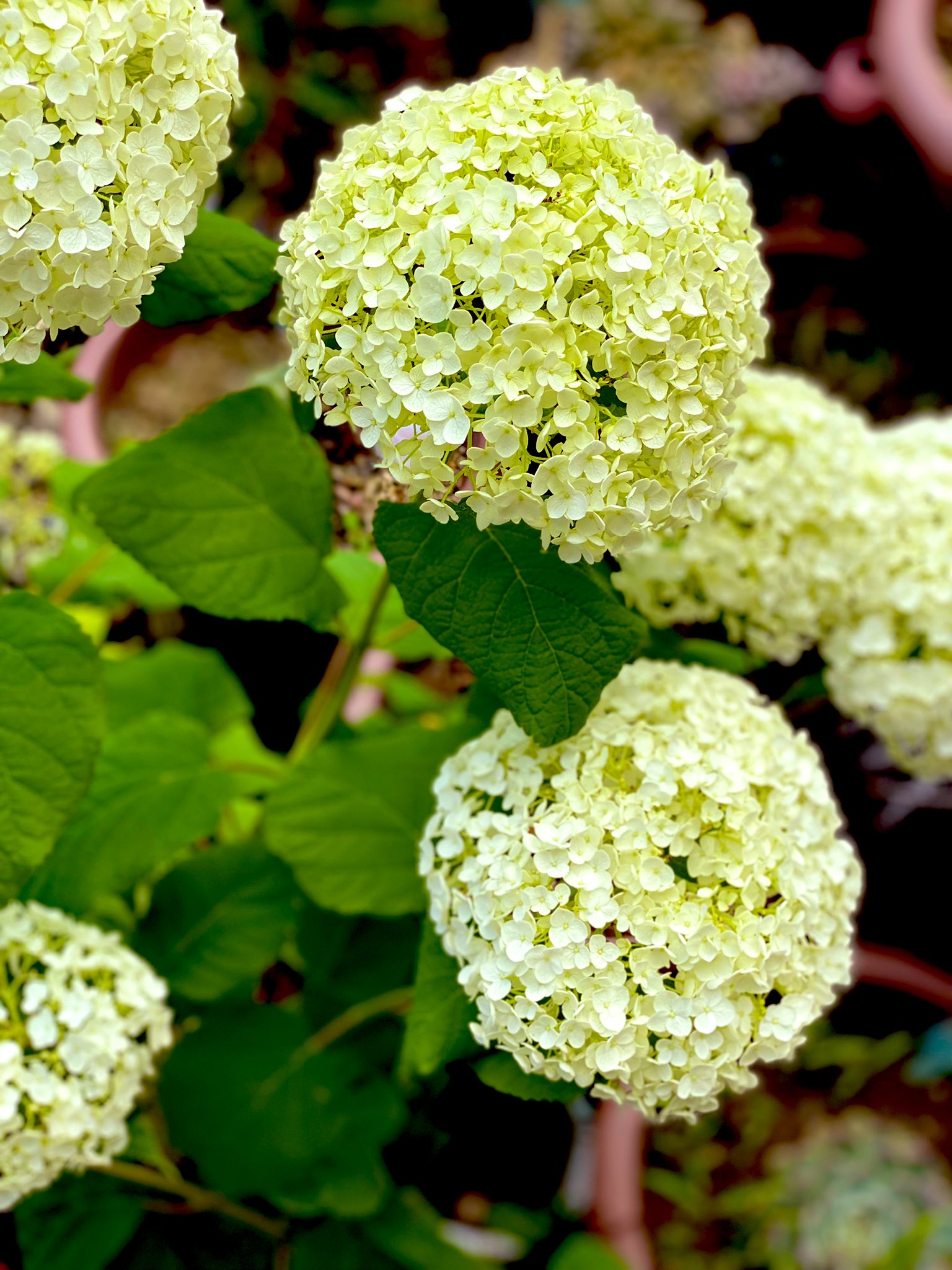 𓆉akky𓆉 明日は雨予報なので今日のうちに植え替え 先日とちぎ花センターで手に入れた アナベルとピンクアナベル クチナシ アカシアロングフォリアを地植えに セールで購入した