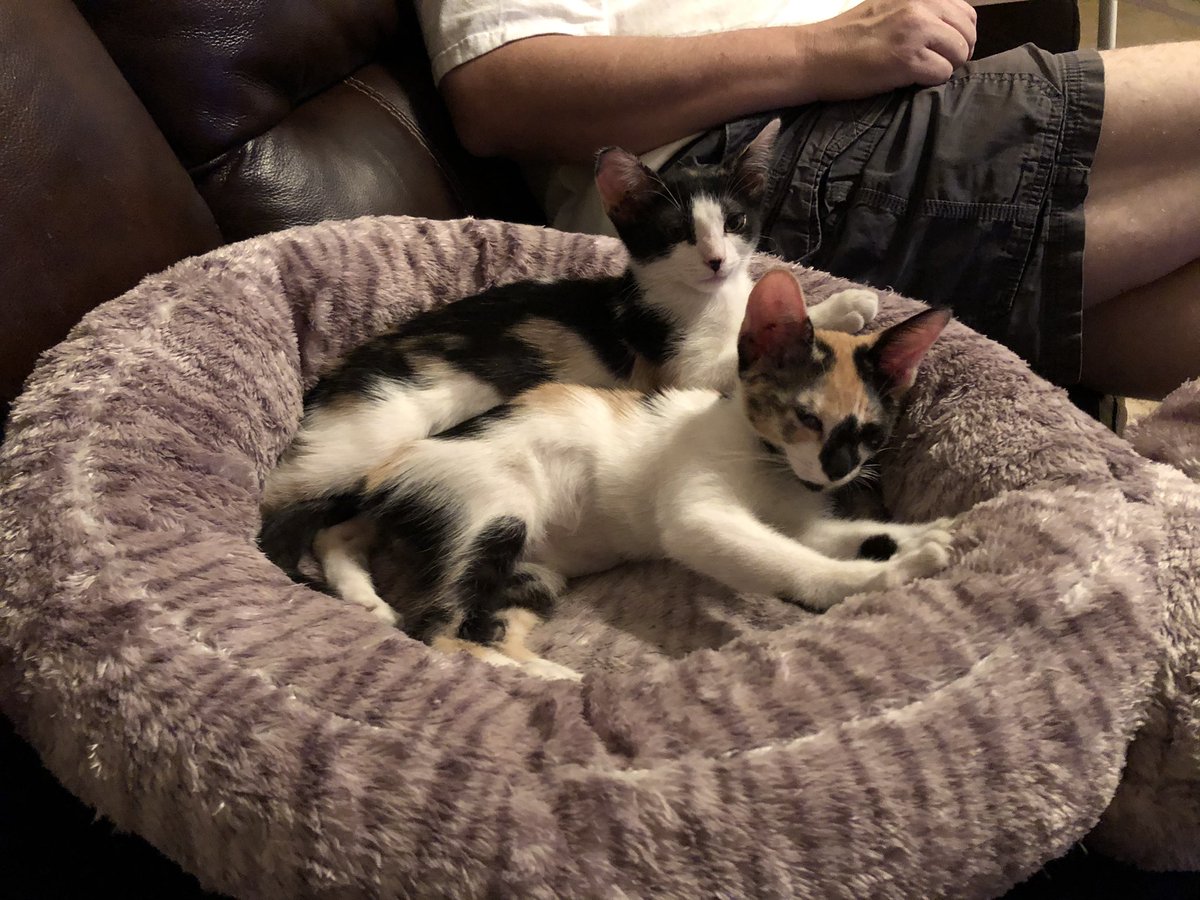 hycat911's tweet photo. These little monsters have my heart ❤️ So cute but so mischievous! #Caturday https://t.co/bmRBrNWFNk