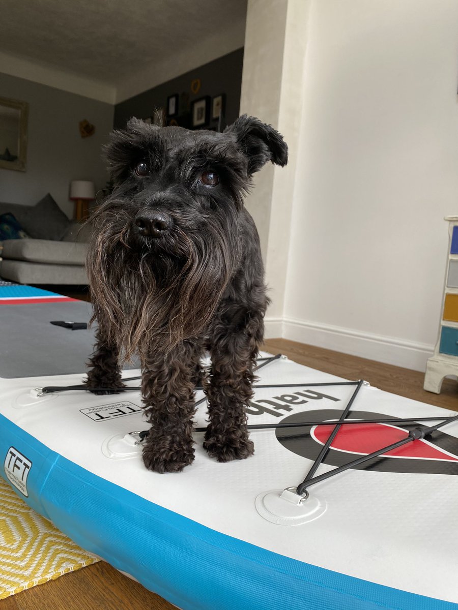 Sam_Knight18's tweet image. The next plan of action is to get Tilly on my Paddleboard (actually on water, not just in the living room 😂) so we can have some new mini holiday adventures together 🏄🏻‍♀️🐶#sup #schnauzer #supdogs