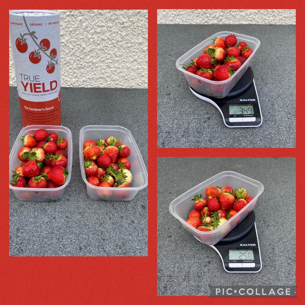 truegardenrange's tweet photo. Strawberry picking today. The Strawberry plants treated with True Yield produced nearly 100g more fruit! 🍓🍓🍓#True #Yield https://t.co/R1vWgvypl7