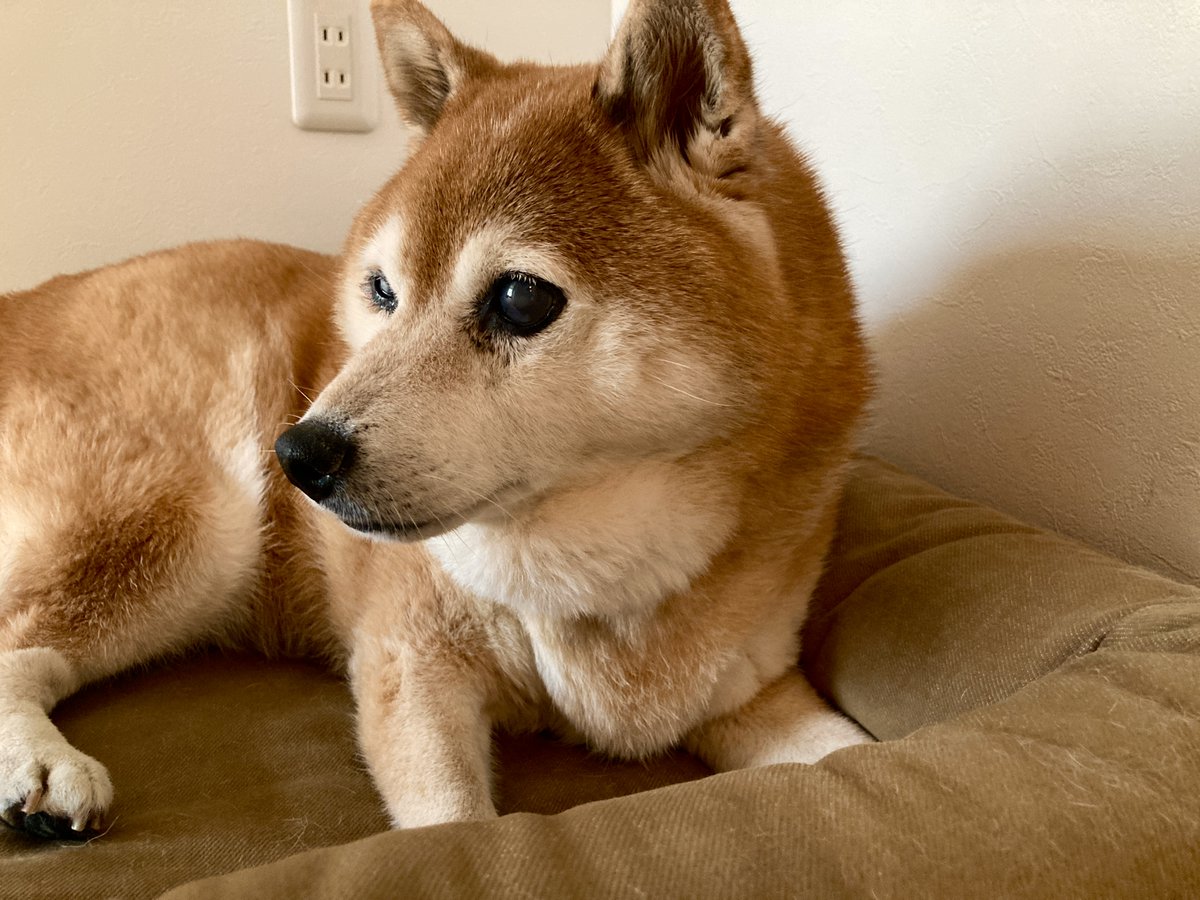 6月26日
#shibainu