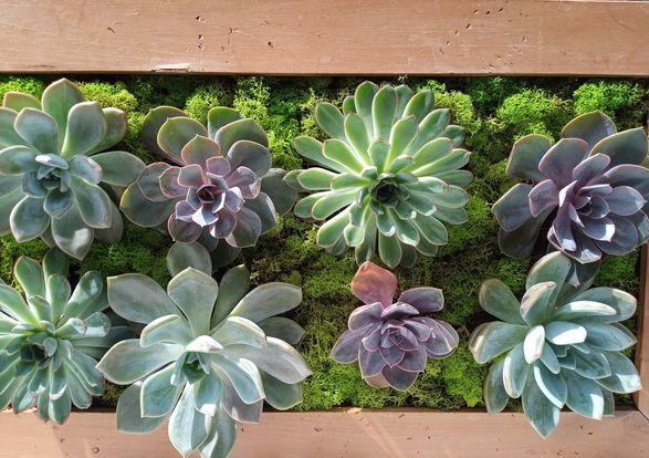 FunkyFoliageBristol tweet media