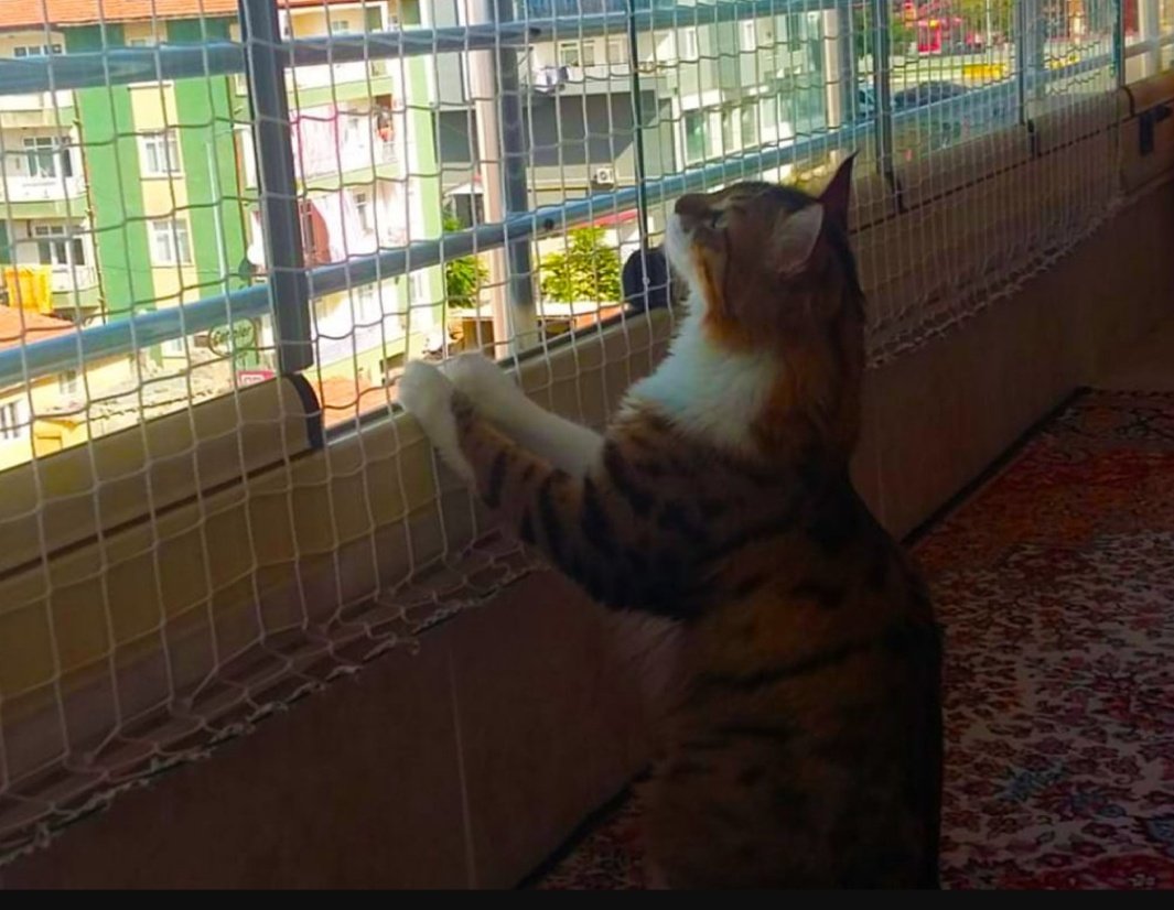 Akdefile's tweet photo. #Karaman Kedi koruma filesi 👍☺️
#kedikorumafilesi #kedi #haziran26 #balkon #instagramposts #CatsOfTwitter https://t.co/ZxuEvcyDHJ