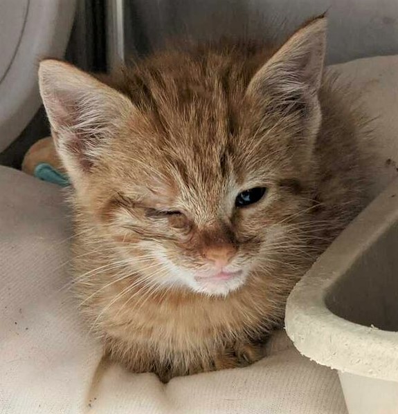 sachikoko's tweet photo. 🆘URGENT!🆘PLEDGES NEEDED🆘
💗SINGLE LITTLE GINGER🐾#KITTEN🐾💗
😿⚕HAS A URI🤒
🚨NEEDS PLEDGES 4 #RESCUEASAP!*Goal is $100*🚨
⏩ID 630115 Cage: 663 https://t.co/Ld8cdCf9fq
🙏🏽#PLEDGE 2 #SAVEALIFE #RescueMe
💞SHARING SAVES LIVES💞
#MARIETTA #GA @cobbkitties #KITTENSEASON https://t.co/eMFVawMc6S
