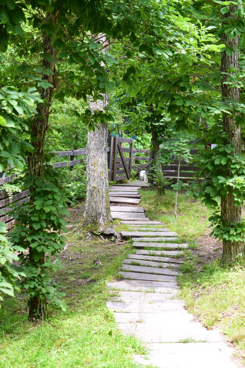 軽井沢rose 浅間牧場すぐ近くにあるドッグカフェ スミレ ハウス さんでランチ 貸し切りテラスの前にはドッグランがあって看板犬のパンジーちゃんはとっても優しくて良い子 ハーブやクミンがアクセントになったサラダやパスタ サルサソース 手作りの