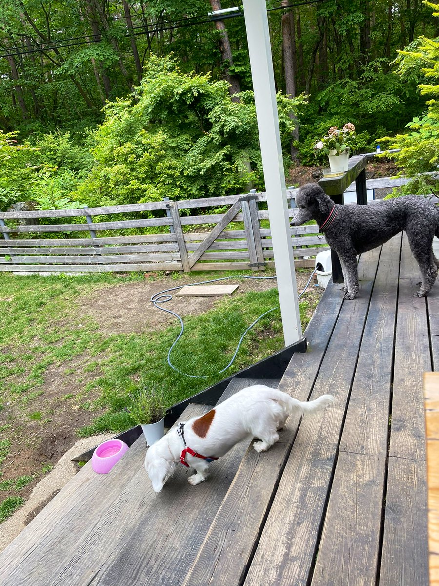 軽井沢rose 浅間牧場すぐ近くにあるドッグカフェ スミレ ハウス さんでランチ 貸し切りテラスの前にはドッグランがあって看板犬のパンジーちゃんはとっても優しくて良い子 ハーブやクミンがアクセントになったサラダやパスタ サルサソース 手作りの