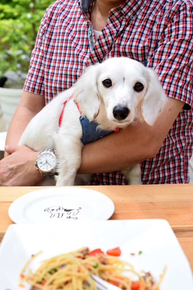 軽井沢rose 浅間牧場すぐ近くにあるドッグカフェ スミレ ハウス さんでランチ 貸し切りテラスの前にはドッグランがあって看板犬のパンジーちゃんはとっても優しくて良い子 ハーブやクミンがアクセントになったサラダやパスタ サルサソース 手作りの
