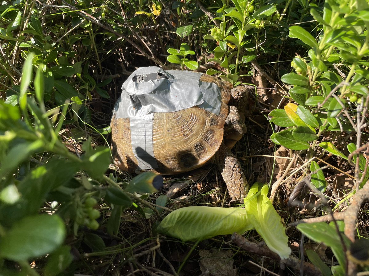 So here we are, celebrating the midsummer holiday on an island just off the coast of Helsinki.

When... A TURTLE JUST APPEARS

WITH A TRACKER TAPED TO IT

WHAT https://t.co/fwioxq6yfH