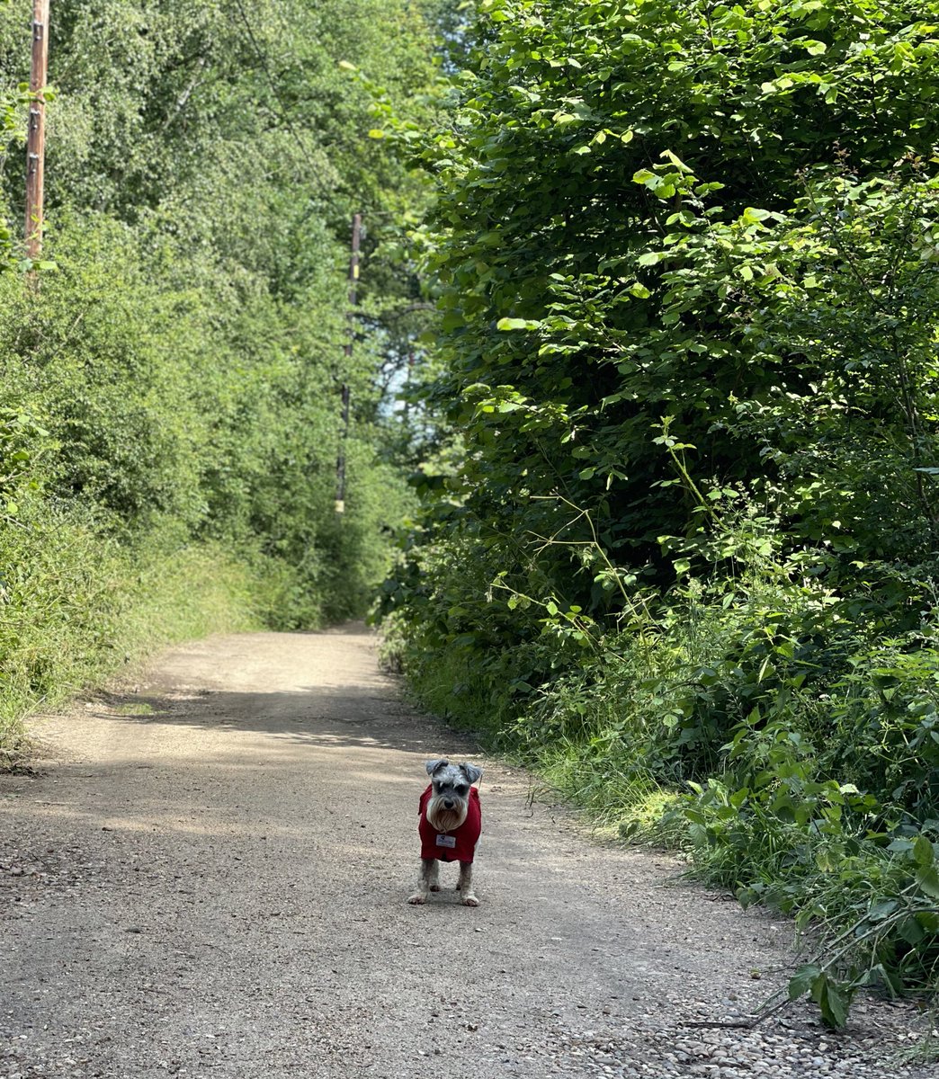 SchnauzerCoco's tweet photo. You want me on the lead, come get me #SchnauzerGang #DogsOfTwitter #Aintmoving https://t.co/nKQzz6BOBc