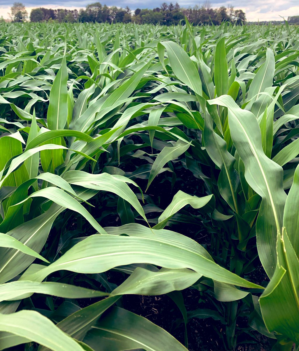 Get your corn off to a sweeter start! Pic 1, sugar in-furrow (left) untreated (right). But, biostimulants like sugar don’t replace fertility, they improve it! Pic 2, sugar (left) sugar+starter (right). Follows trend we’ve seen of synergistic growth of sugar+starter! #grow21
