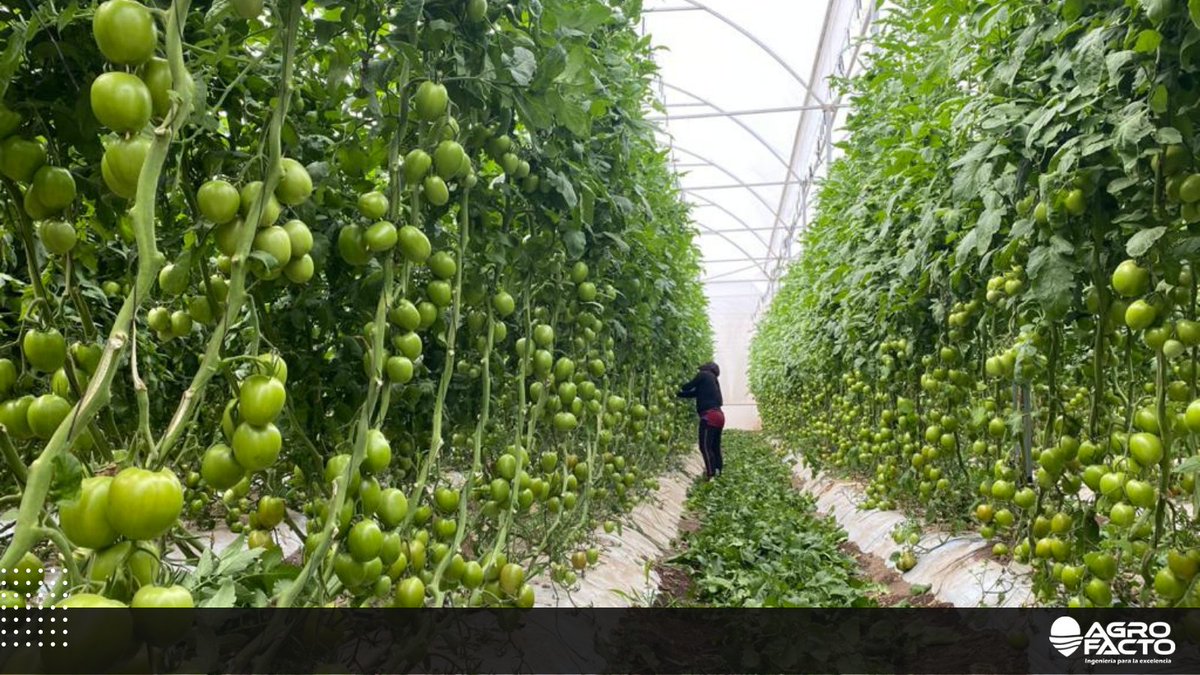 Agrofacto's tweet photo. Somos tus aliados para incrementar el rendimiento de tus cultivos 🍅 Visita nuestra página web para conocer los productos y servicios que podemos ofrecerte https://t.co/lMwJCyWSvf https://t.co/RmYvuE8F29