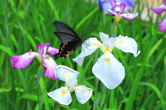 風 令和３年６月２７日 日 仏滅 馬の背に 上れば見えし 花菖蒲 かな女 いずれ菖蒲か杜若 自生地の違い あやめ 乾燥地 杜若 水の中 花菖蒲 半乾湿地 花菖蒲 平安神宮 神苑 T Co Qi7xfikmus T Co