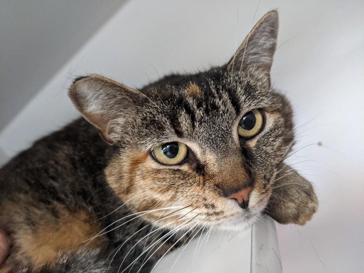 CountyVentura's tweet photo. Gati is @VCAnimalService’s pet of the week! She is  a beautiful 5-year-old female. If you are looking for a mellow and sweet feline friend... this is your girl! Come meet her during cat adoptions from 1 p.m. to 6 p.m. Tuesday-Sundays at the Camarillo Animal Shelter https://t.co/CeT83DTFJE