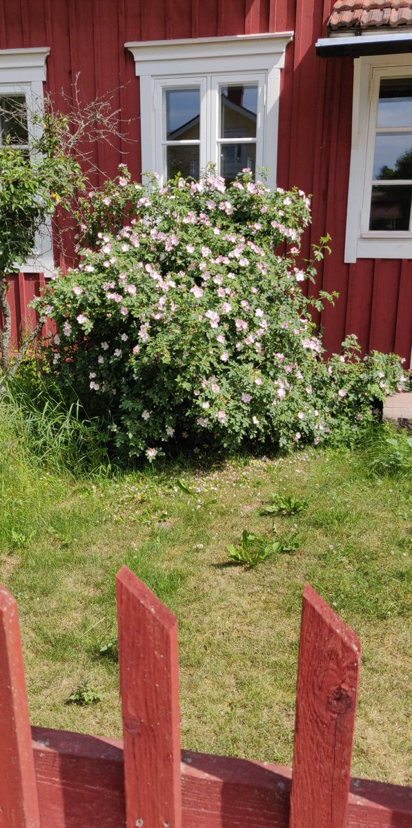 MerjaMattsson's tweet photo. Hyvää juhannusta ja keskikesän juhlaa. https://t.co/IeT16u7OmK