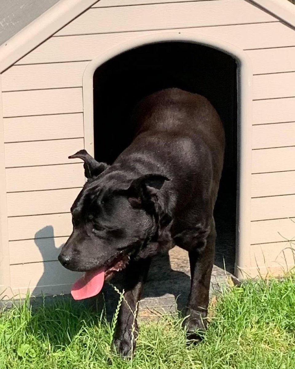 ⁉️ Wie weet van wie deze hond is ⁉️

Zwarte ongecastreerde Stafford reu gevonden op de Pietersdijk in Kerkdriel. Niet gechipt. 
Hij verblijft zolang bij ons op het asiel. 

Mocht u weten wie de baas is kunt u contact opnemen met 06 - 22 51 20 71

Delen is heel fijn.🥰