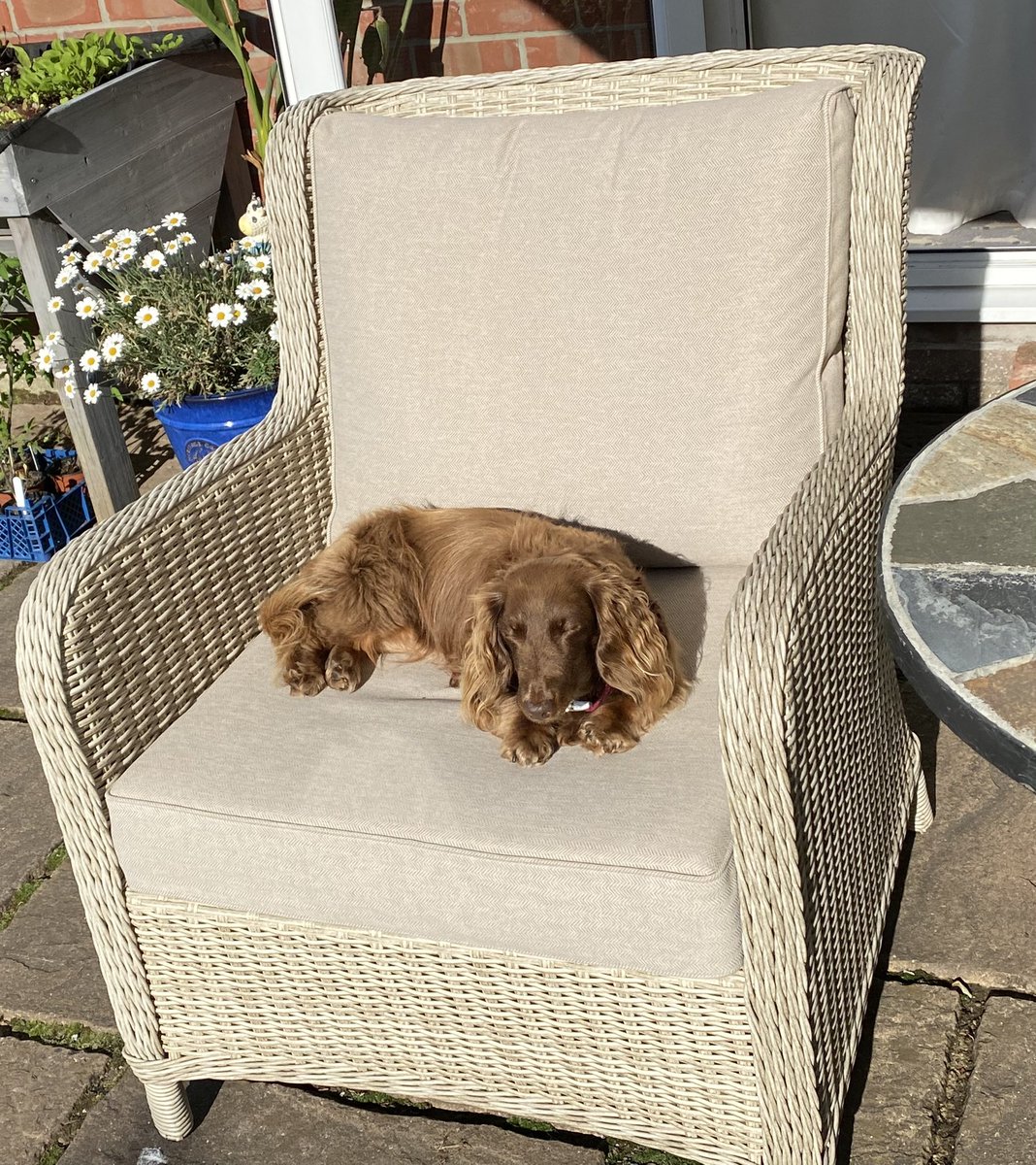 I stole Dad’s chair while he wasn’t looking😜……am now having a lovely sunbathe 😎☀️