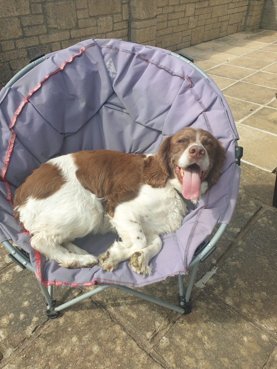 K999CopsOAPs's tweet image. Ah retirement means the best seat in the house, says RPD Alfie. 😁