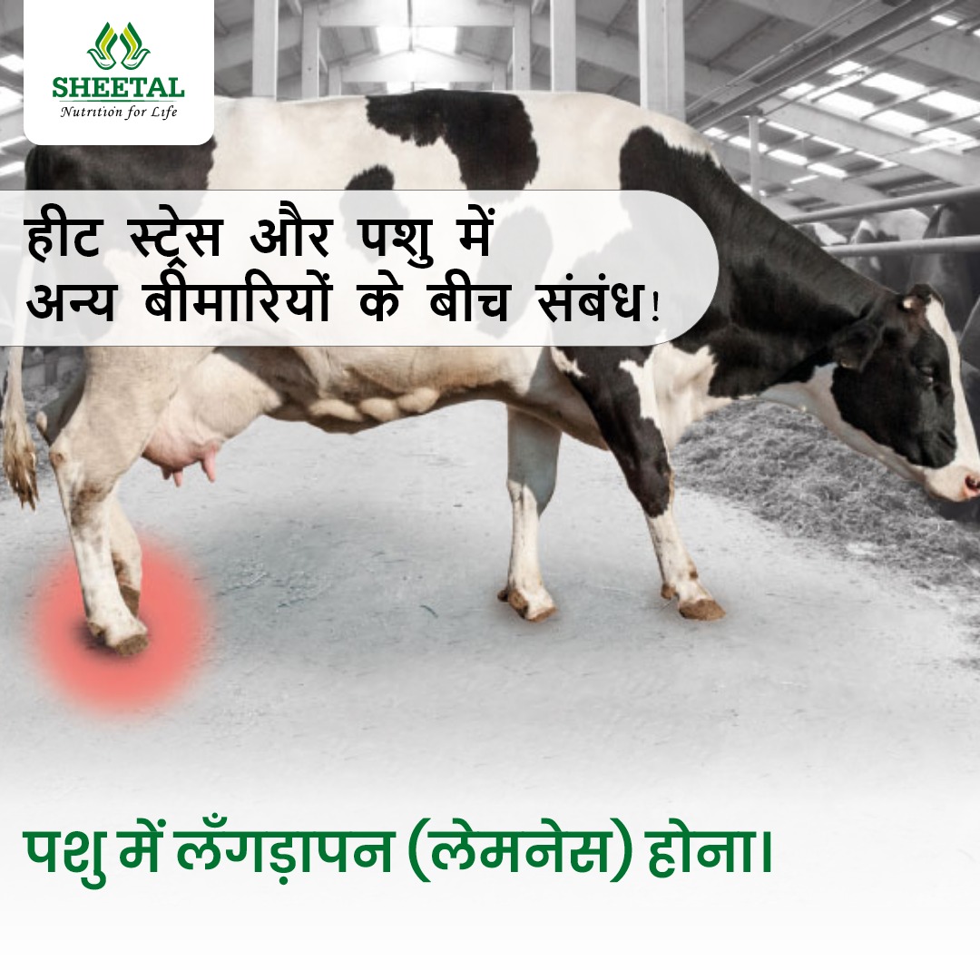 IndiaSheetal's tweet image. हीट स्ट्रेस पशु की इम्युनिटी क्षमता में कमी और 
खुराक में गिरावट से पशु को लैगड़ापन हो सकता है। सही समय पर इलाज न करने पर इसका असर दूध उत्पादन और प्रजनन पर हो सकता है|

#sheetalfeed #cattlefarm #cattleproblems #cattlelife #lockdown #heatstress #cattlefeed #cattle #agriculture
