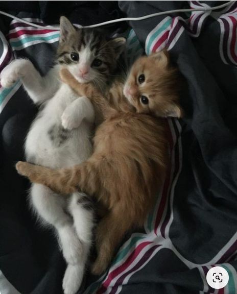 🐰🐱 (@houriyminlix) on Twitter photo 